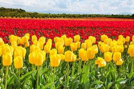 Naklejka holandia tulipan piękny kwitnący kwiat