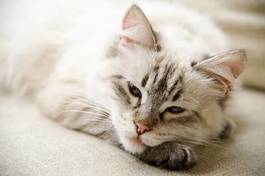 Obraz na płótnie spokojny portret zwierzę kot oko