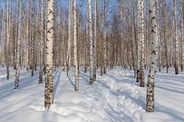 Naklejka brzoza natura las