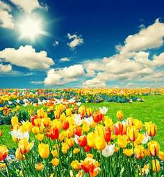 Naklejka piękny tulipan trawa świeży