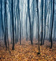 Naklejka natura las drzewa jesień polana