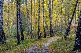 Naklejka wieś wzgórze natura brzoza