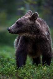 Naklejka bezdroża natura finlandia kanada