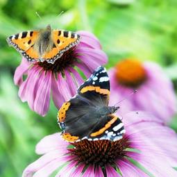 Fotoroleta ładny motyl lato
