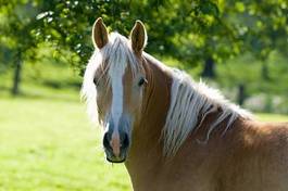 Naklejka lato krajobraz wierzba portret