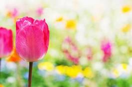 Naklejka roślina kwiat tulipan kwietnik płatki