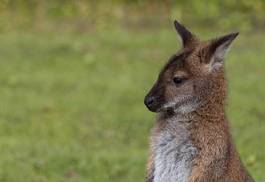 Naklejka park kangur dziki ładny