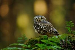 Obraz na płótnie oko piękny fauna jesień natura