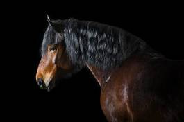 Obraz na płótnie koń oko zwierzę