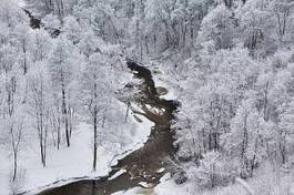 Naklejka las drzewa śnieg natura