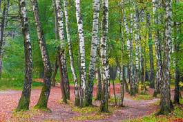 Naklejka drzewa roślina ogród natura spokojny