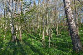 Fototapeta pastwisko natura kwitnący