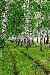 Fototapeta droga dziki natura drzewa trawa