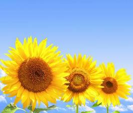 Plakat kwiat pole słonecznik stokrotka
