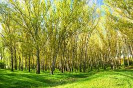 Obraz na płótnie lato drzewa natura