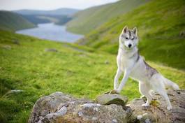 Plakat sybrian husky w górach