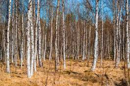 Fototapeta niebo natura brzoza nagi