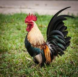 Fototapeta fauna egzotyczny portret dziki tropikalny