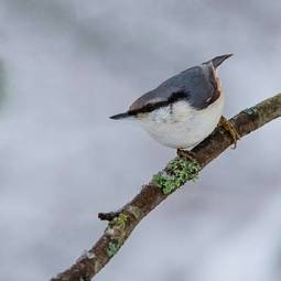 Naklejka szwecja natura ptak