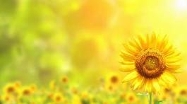 Plakat kwiat słonecznik lato słońce stokrotka