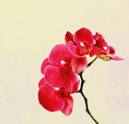 Plakat kwitnący sztuka natura kwiat storczyk
