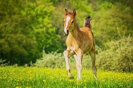 Fotoroleta natura słońce lato