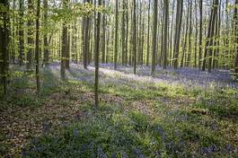 Naklejka kwitnący natura drzewa