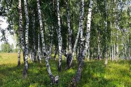 Naklejka trawa natura roślina