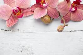Plakat kwiat roślina pąk tropikalny