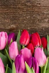 Naklejka tulipan świeży kwiat natura
