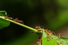 Fototapeta natura błąd czerwony owad dzikość