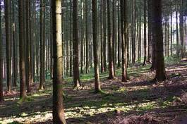 Naklejka jesień natura ścieżka