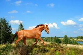 Obraz na płótnie jeździectwo ogier koń zwierzę klacz