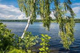 Naklejka brzoza pejzaż drzewa rosja natura