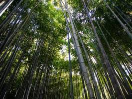 Plakat bambus zielony   
