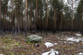 Naklejka pejzaż jesień natura las drzewa