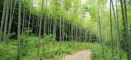 Plakat krajobraz roślina bambus obraz