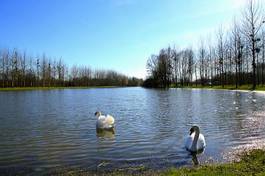 Obraz na płótnie natura ptak woda