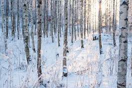 Fototapeta las świt natura