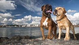 Naklejka pies labrador zwierzę wybrzeże