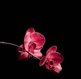 Plakat storczyk roślina bukiet fiołek kwitnący