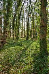 Naklejka bezdroża las natura drzewa