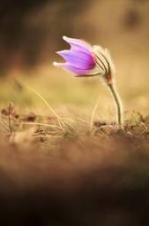 Obraz na płótnie węgry łąka kwiat piękny