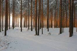 Fototapeta natura sosna las pejzaż