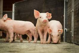 Naklejka ładny rolnictwo nowoczesny portret świnia
