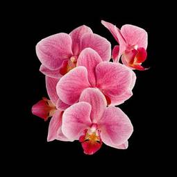 Plakat natura orhidea kwitnący egzotyczny storczyk