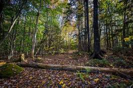 Fototapeta pejzaż ścieżka spokojny drzewa natura