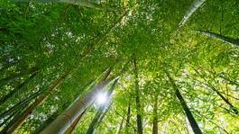 Plakat japonia bambus gałąź liść zielony