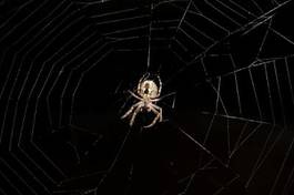Fotoroleta pająk zwierzę natura noc czarny