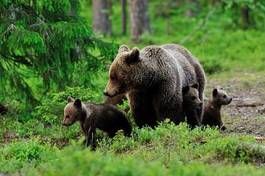 Naklejka fauna ssak warta drzewa